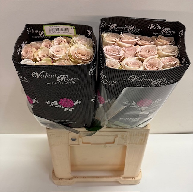 Rosa ec quicksand VL.jpg
